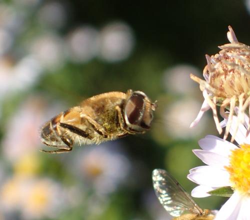 Eristalis nemorum